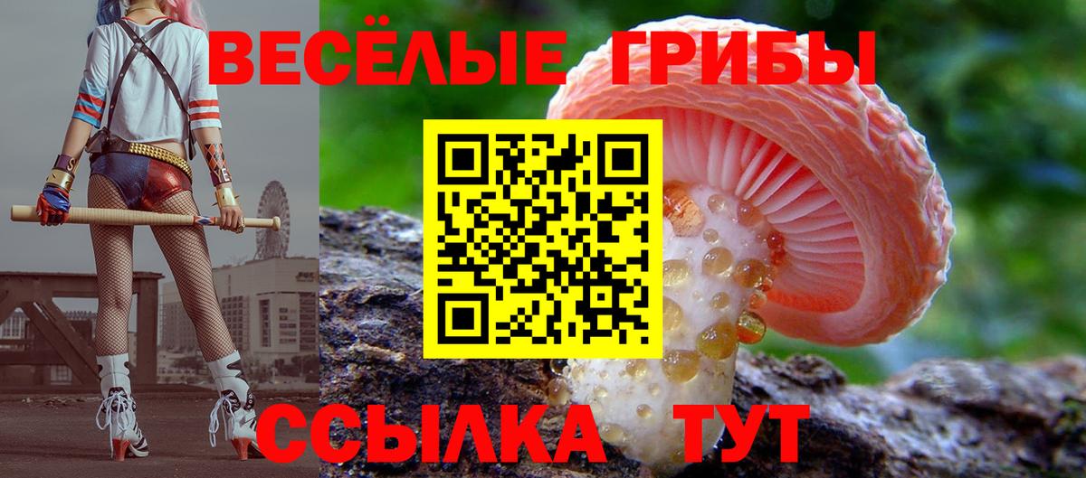 Муравленко  наркотики  Вход с VPN  Псилоцибиновые грибы Psilocybe 